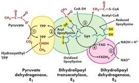 dehydrogenase (TCA cycle) and to α-keto-acid dehydrogenase (amino acid oxidation) It exploits the swinging lipoyllysine arms of E 2 that accept both the electrons and the acetate group of pyruvate