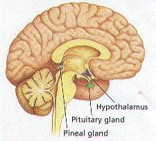 THE PINEAL GLAND Melatonin increases at night and decreases in the 27 Agha Zohaib Khan ::: www.css.theazkp.