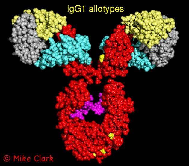associated with Ig " (B29) and Ig # (mb-1) to form the functional B Cell Receptor molecule (BCR) Antibody structure Each is made of two identical heavy and two identical light amino acid chains, held