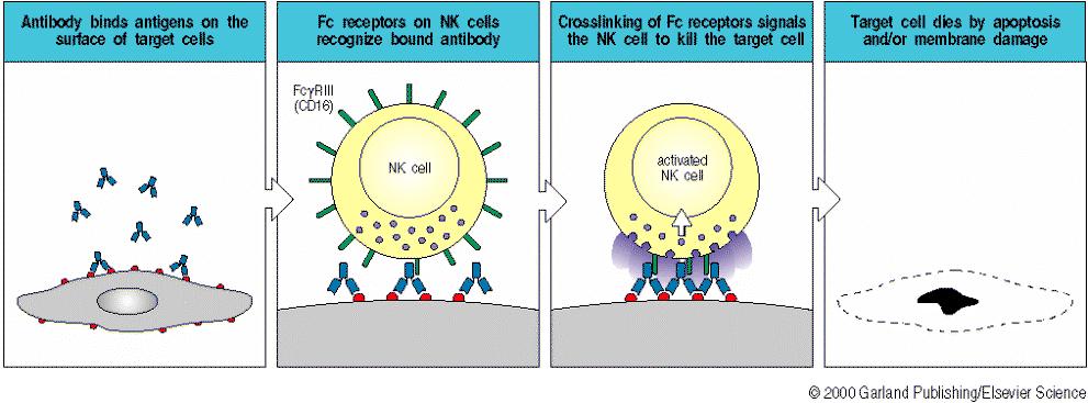 When an Ab finds its Ag on an invader, it will bind there and act as a trash tag, marking it for destruction by killer cells, macrophages or complement Antibody binds to target antigen Receptor for