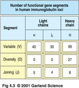 each B cell combines these gene segments to make an Ab chain like shuffling a deck of cards - V, D, and J are joined to C for the heavy chain, -V and J are joined to C for the light chain 31 Humoral
