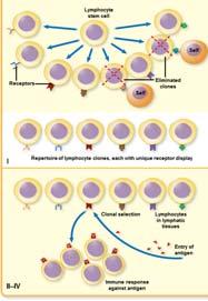 Development of Lymphocyte Diversity: The Origin of Immunologic Diversity By the time B and T cells reach lymphoid tissues, each one is equipped to respond to a single unique antigen Diversity is