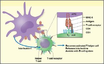 Stage II: Presentation of Antigens Presentation of antigens (continued): Once the presented antigen is bound to the MHC and the T cell receptor (which is specific to
