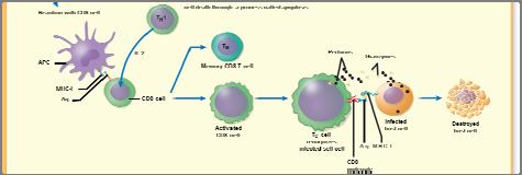 For example you do not need to know what a TH1 cell is. You do, however, need to know that some T cells stimulate macrophages while others stimulate B cells.