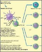 What I Want You to Know from T Cell Response: T cell Response is Cell Mediated Immunity Stage I: The Development of Lymphocyte Diversity Helper T cells