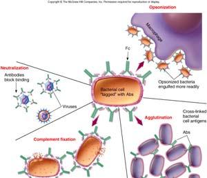 Helper T Cell T H1 Inflammation B Cell Antigen Response: Release of Antibodies When activated, B cells divide and give rise: Plasma cells or Memory B