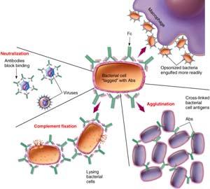 marked for destruction or neutralization Decreases immune response when needed B Cell Response, Antibody Functions Opsonization Antigen is coated with