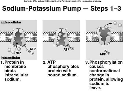 Objective 5a Objective 5a We will examine 2 types of active transport: membrane pumps and cotransport.