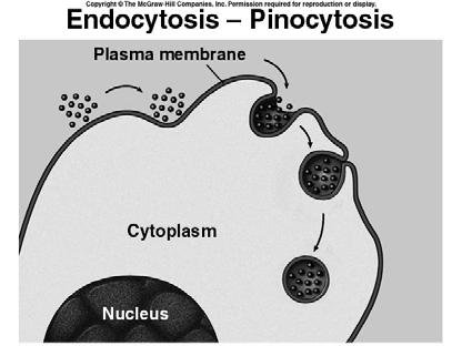 43 44 Objective 6a Objective 6a In endocytosis, part of the plasma membrane envelops small particles or fluid, then seals on itself to form a vesicle which enters the cell: Phagocytosis the substance