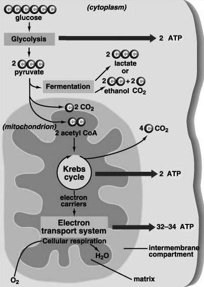 Major Steps of Metabolism Mitochondria 1) Glycolysis (2 ATP) Cytoplasm Oxygen present (Aerobic) No oxygen present (Anaerobic) (36 ATP) 3) Cellular