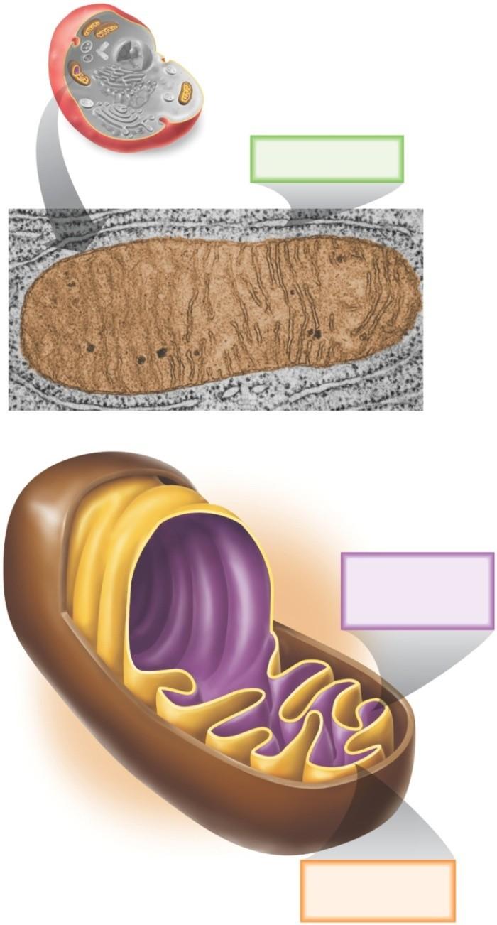7.3 Inside the Mitochondria Other 3 phases take place inside the mitochondria 1.. 3. 4. Copyright The McGraw-Hill Companies, Inc. Permission required for reproduction or display.