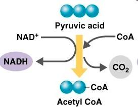 . Preparatory reaction: acetyl-coa formation 1.