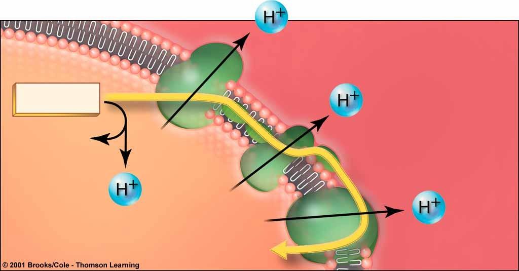 4. The electron transport chain: path of e- & H+ Coenzymes NADH and FADH donate electrons and H+ to electron transfer