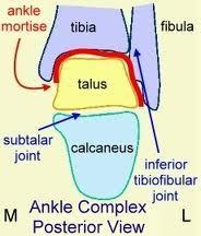 Joint Structure Talocrural: The distal tibia and fibula sit on top of (and articulate with) the superior aspect of the talus, with the medial and lateral