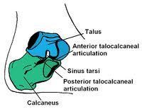 Joint Structure Subtalar Joint: The inferior surface of the talus articulates with the