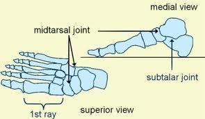 Joint Structure Transverse Tarsal Joint: (midtarsal joint) Anterior surfaces of the talus