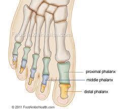 Joint Structure Metatarsophalangeal (MTP) joints: Metatarsal heads articulate with