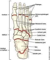 Osteology of the Ankle & Foot The foot can be divided into 3 parts: Hindfoot: talus & calcaneus