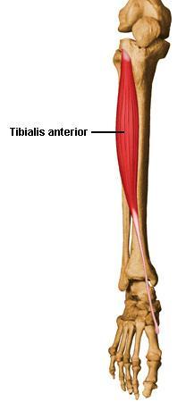Myology of the Ankle & Foot Extrinsic Muscles Tibialis Anterior Origin Proximal 2/3 of the lateral surface of the tibia and interosseous membrane Insertion Medial