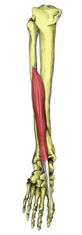 Myology of the Ankle & Foot Extrinsic Muscles Extensor Hallucis Longus Origin Middle section of the fibula and adjacent interosseous membrane Insertion Dorsal base