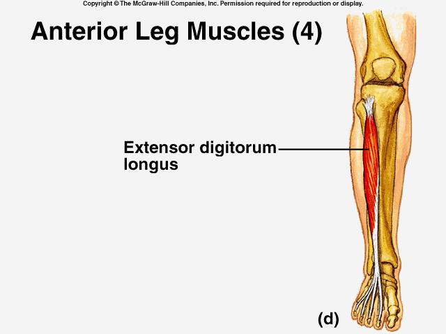 Myology of the Ankle & Foot Extrinsic Muscles Extensor Digitorm Longus Origin Insertion Lateral condyle of the tibia, proximal 2/3 of the medial surface of the fibula and adjacent interosseous