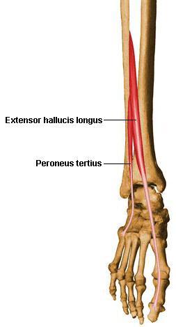 Myology of the Ankle & Foot Extrinsic Muscles Peroneus Tertius Origin Insertion Distal 1/3 of the medial surface of the fibula and adjacent