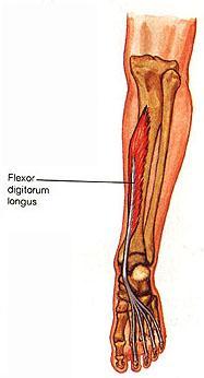 Myology of the Ankle & Foot Extrinsic Muscles Flexor Digitorum Longus Origin Posterior surface of the middle 1/3 of the tibia Insertion Innervation Tibial n.