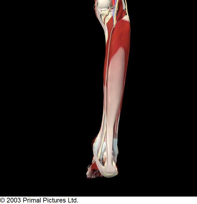 Myology of the Ankle & Foot Extrinsic Muscles Soleus Origin