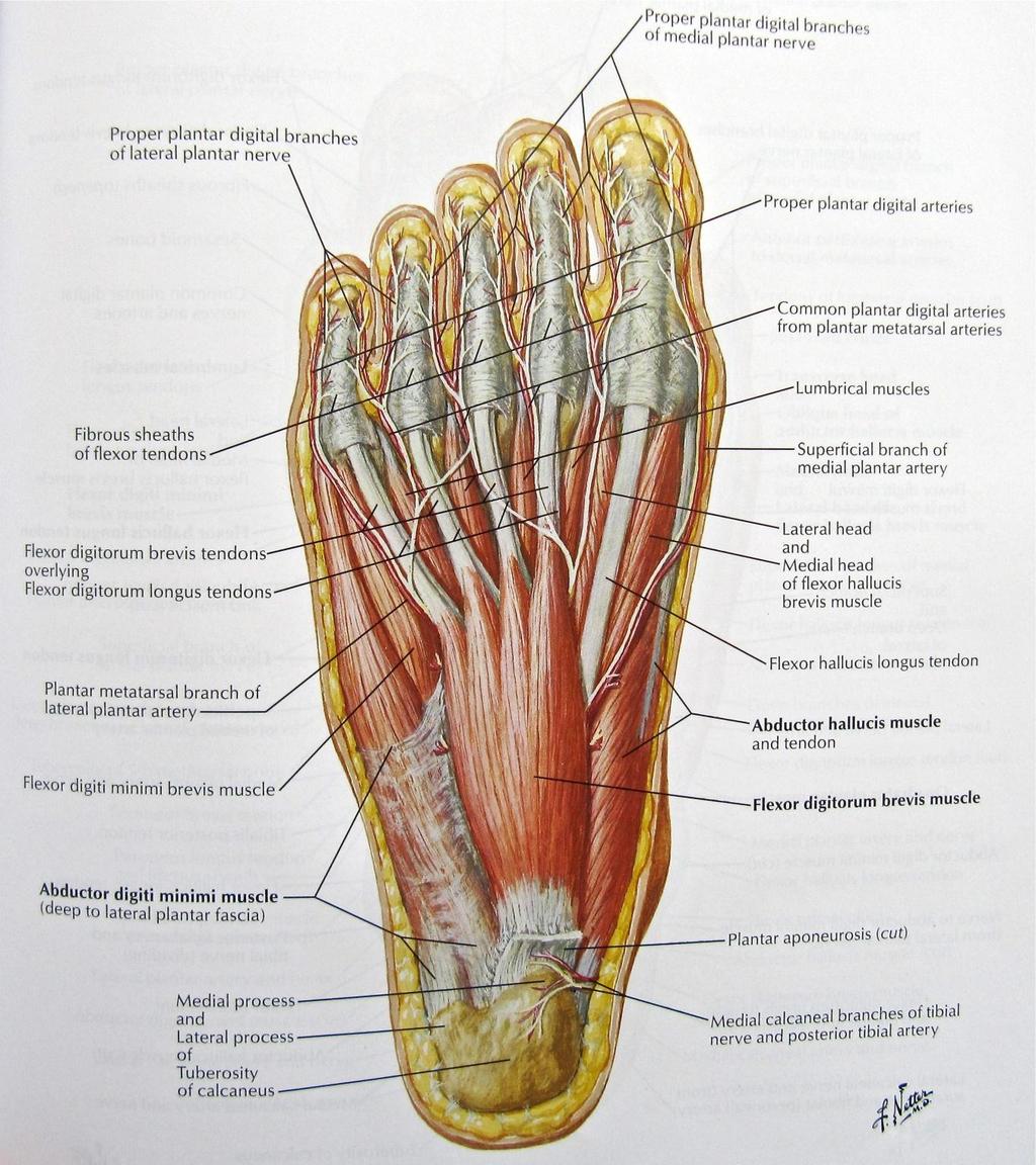 Myology of the Ankle and Foot Intrinsic Muscles Intrinsic muscles of the foot Flexor digitorum brevis ABDuctor Hallucis ABDuctor digiti minimi