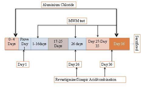 Figure 4: Structure of PCA. Figure 5: Experimental protocol for aluminum chloride induced dementia. Table 1: Summary of invitro AchEI by HCE derivatives.