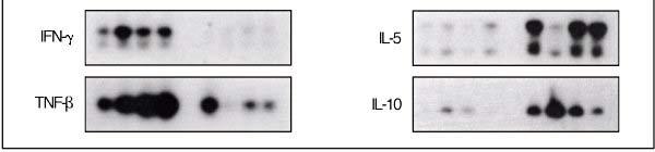 IL-6 fibroblasts endothelial cell hypothalamus