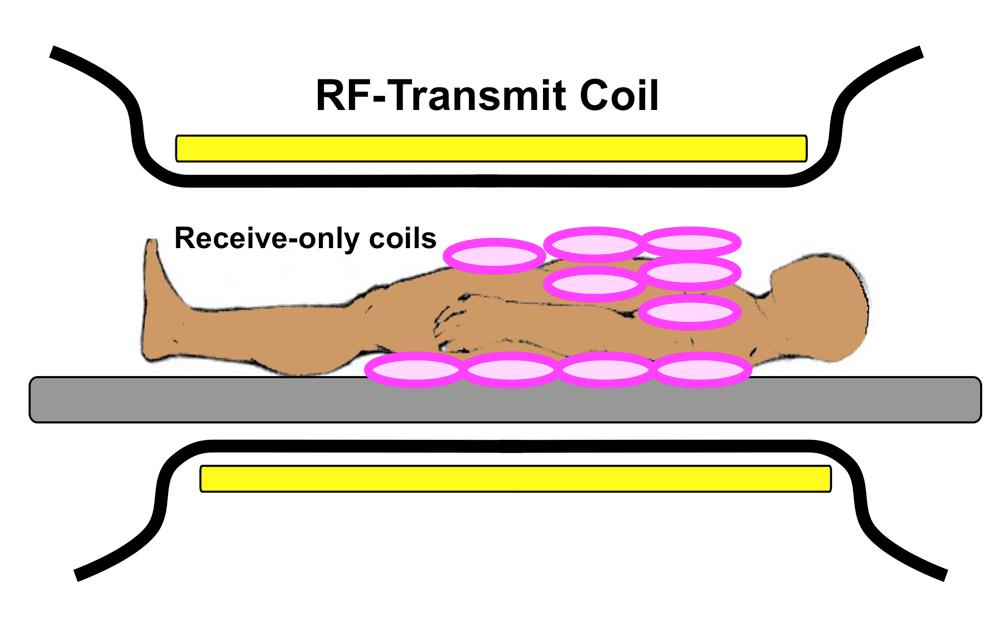 (Receive) Coil Selection Receive coil (= antenna) wire loop that detects RF signal and induces current (Faraday s law) amplified/digitized Prefer multi-element surface or volume coil