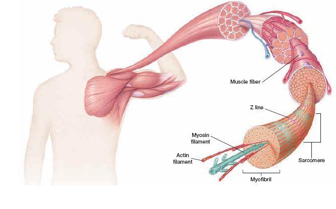 The Muscle System A