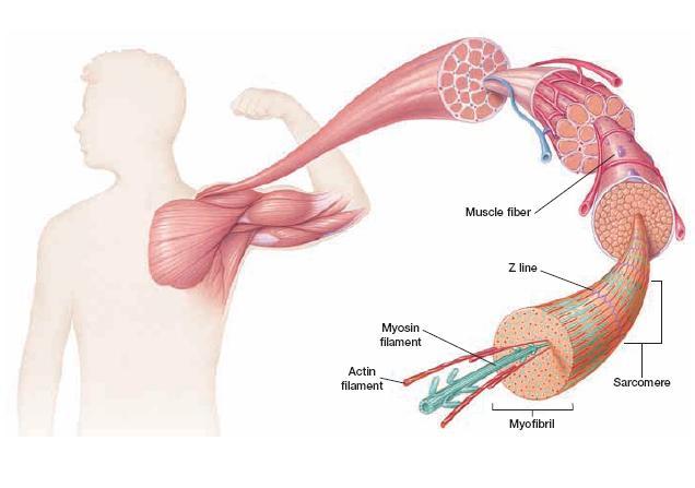 The Muscle System Muscles provide the forces that put the body