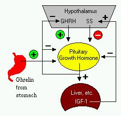 Physiologic Effects of Growth Hormone A critical concept in understanding growth hormone activity is that it has two distinct types of effects: Direct effects are the result of growth hormone binding