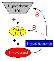 release of growth hormone from the pituitary. 2.