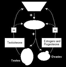 polypeptide. Estrogens provide a well-studied positive control over prolactin synthesis and secretion. 5.