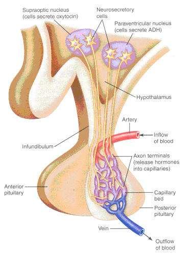 1. Hormones of the hypothalamus The hypothalamus is an integral part of the substance of the brain.