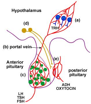 2. control of the Posterior lobe d. Neuro-hormones are synthesized in the hypothalamus neurons. They are transported and stored in vesicles in the axon ending located in the posterior pituitary.