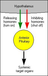 2. Hormones of the pituitary gland The pituitary gland, also known as the hypophysis, is a roundish organ that lies immediately beneath the hypothalamus.