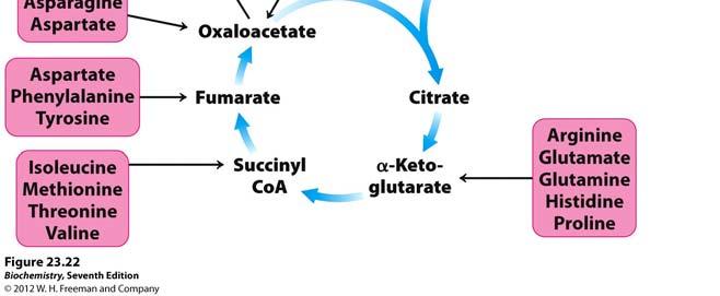 metabolites: pyruvate, ketoglutarate, succinyl CoA, fumarate,