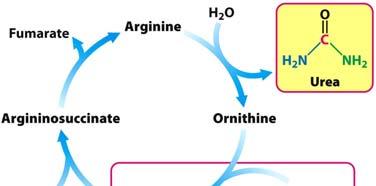 Chemistry of Urea Cycle Catalytic ornithine + ATP