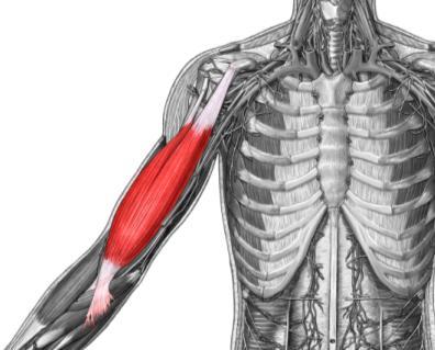 Biceps brachii Brachialis coracoid process / body radial tuberosity (radius) musculocutaneous nerve flexes forearm anterior face of