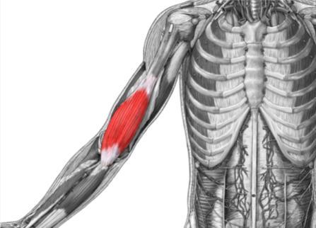 flexes forearm medial epicondyle ; coronoid process (ulna) lateral shaft of radius pronates forearm (Anterior / Lateral view) Flexor