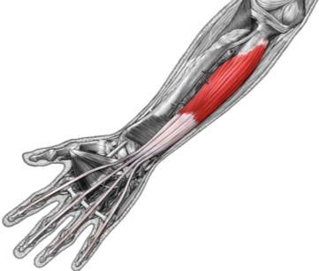 radius middle phalanges 2-5 flexes wrist / fingers coronoid process / anteriolmedial surface (ulna) distal