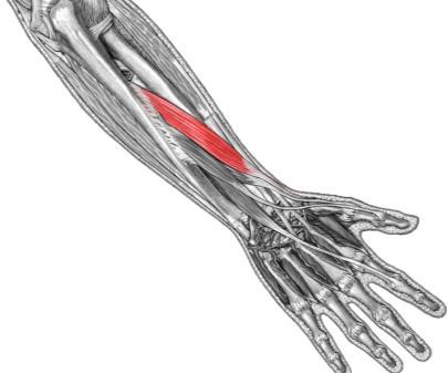 Extensor digitorum Extensor carpi ulnaris distal phalanges 2 5 extends fingers metacarpal 5 extends / adducts wrist Supinator