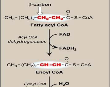 acids Inhibited during