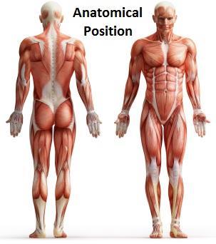 This position, standing straight, arms by the side, palms forward is the position we base all movement description from this reference point.