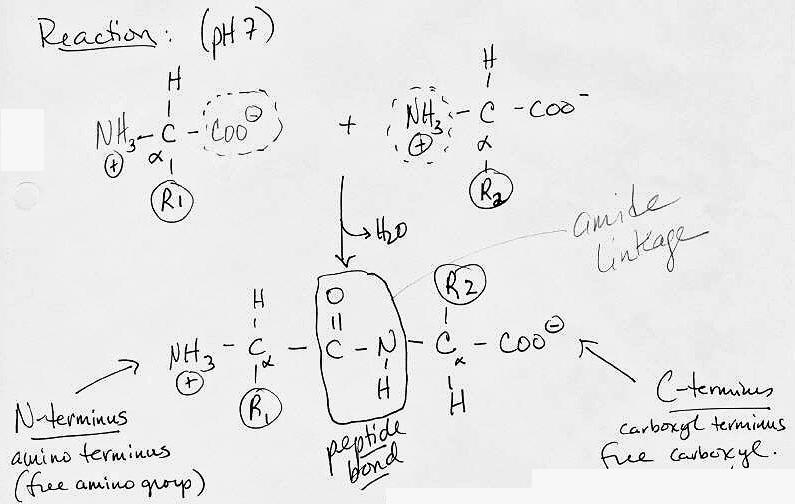 PEPTIDES and PROTEINS - Learned basic chemistry of amino acids structure and charges - Chemical nature/charges of amino acids is CRUCIAL to the structure and function of proteins - Amino acids can