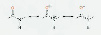 Animation of peptide bond formation: http://www.cat.cc.md.us/courses/bio141/lecguide/unit4/peptide.html http://www.specialedprep.net/msat%20science/cellular%20biology/proteins1.